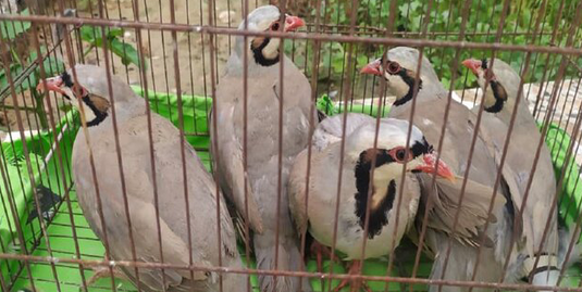 کشف ۱۵ قطعه کبک زنده در سیروان